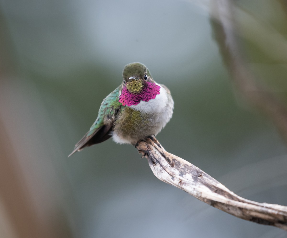 Broad-tailed Hummingbird - ML618555619
