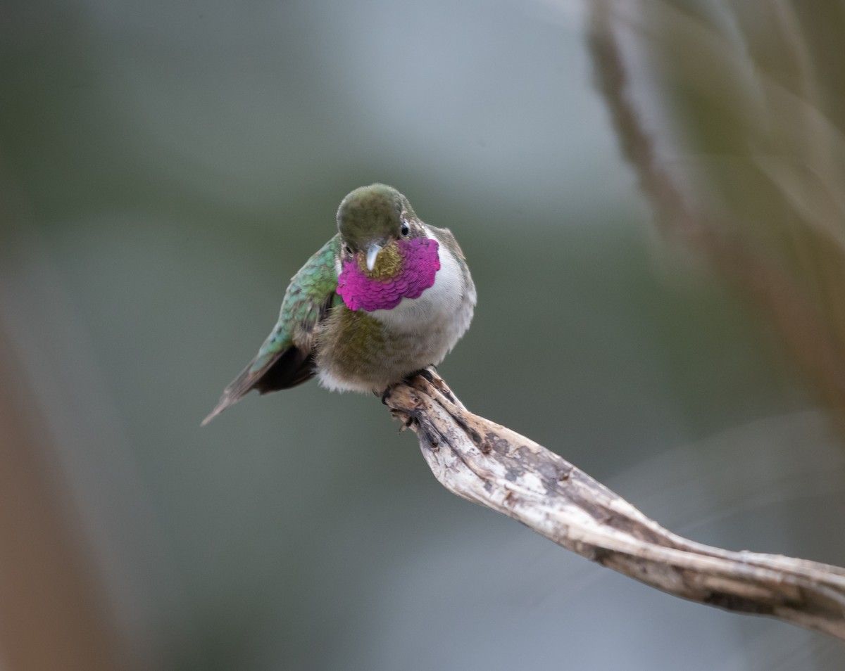 Broad-tailed Hummingbird - ML618555620