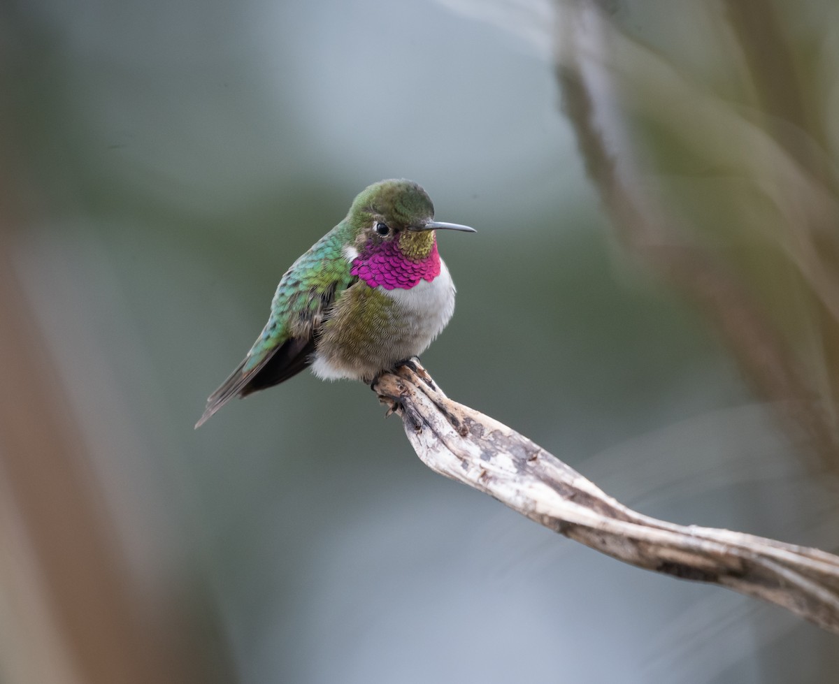 Broad-tailed Hummingbird - Daniel Mérida