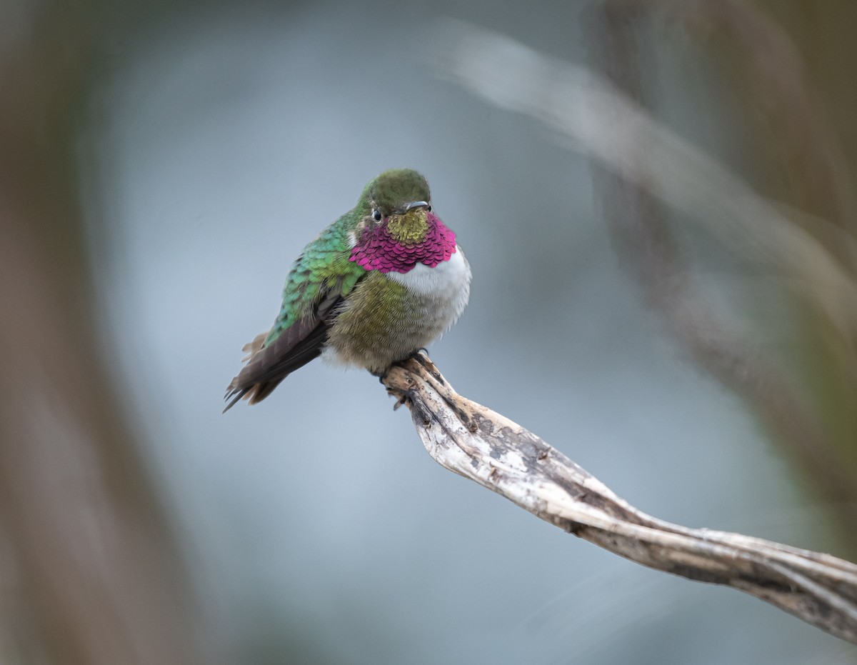 Broad-tailed Hummingbird - ML618555628