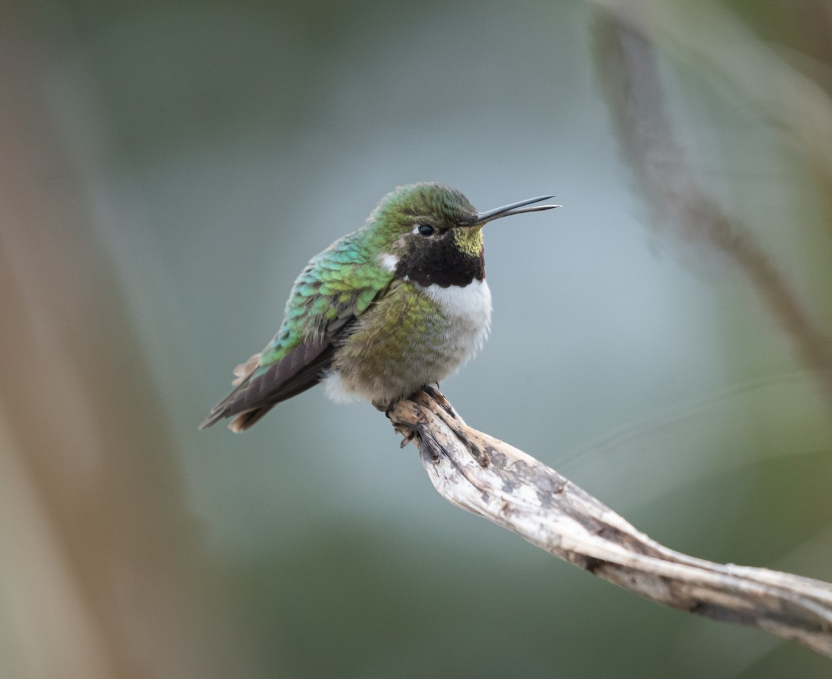 Broad-tailed Hummingbird - ML618555629