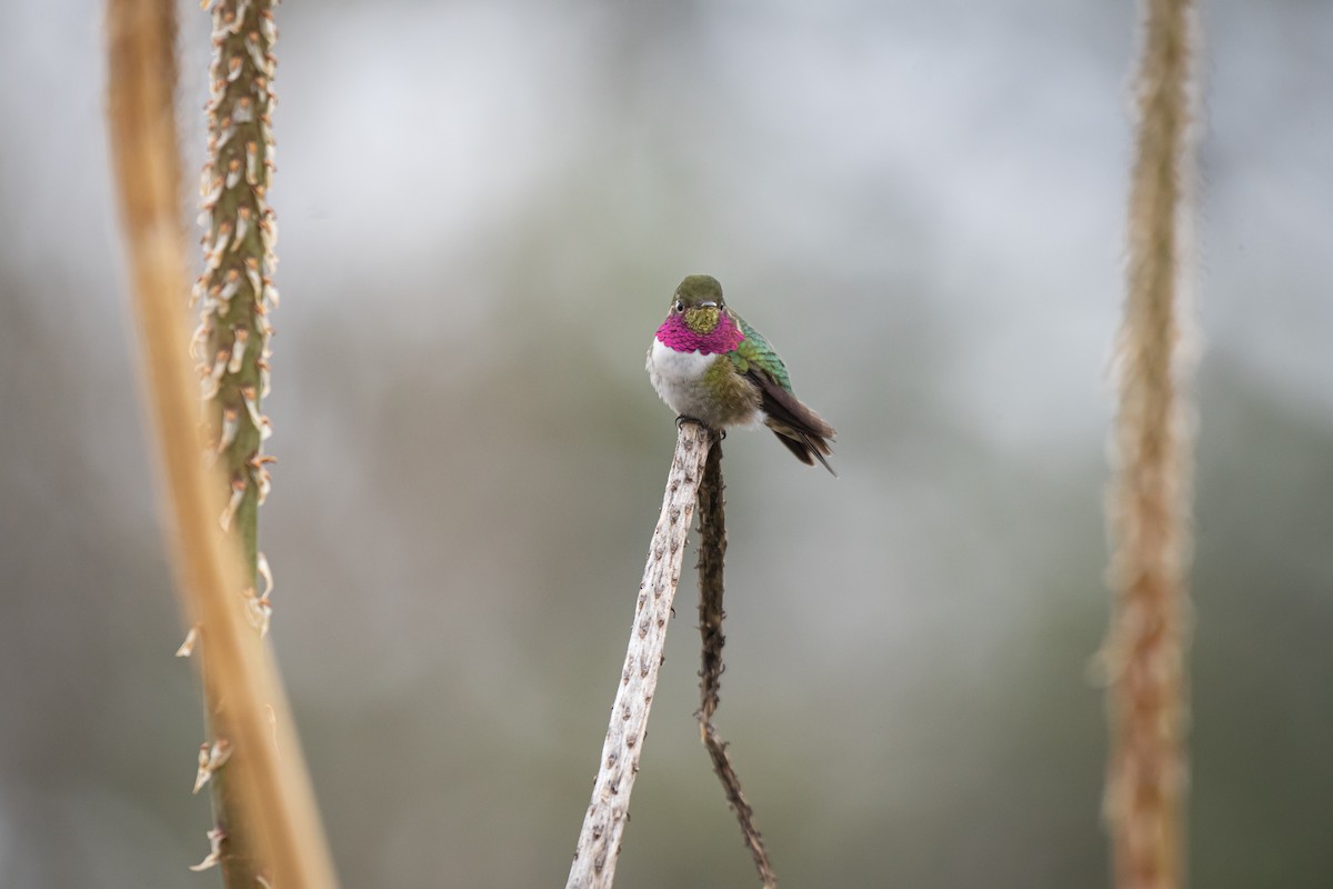 Broad-tailed Hummingbird - ML618555632