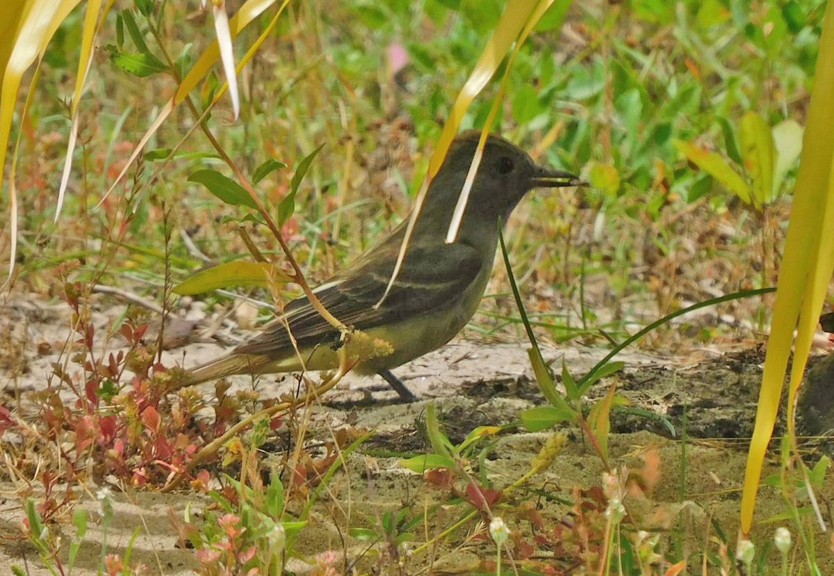 Great Crested Flycatcher - ML618555645