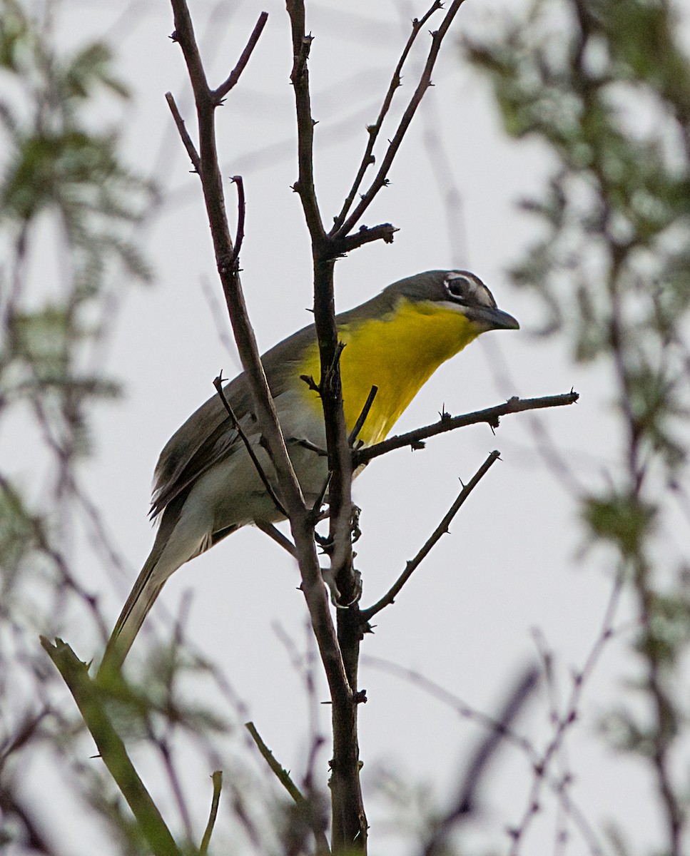 Yellow-breasted Chat - ML618555665