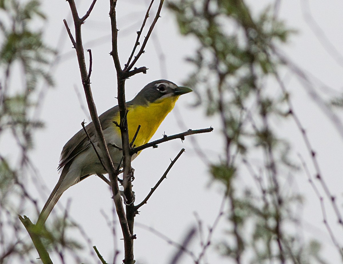 Yellow-breasted Chat - ML618555670