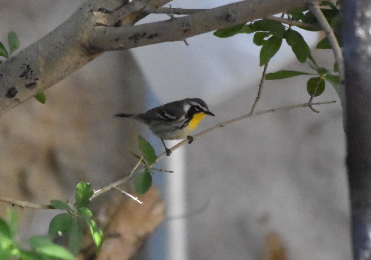 Yellow-throated Warbler - ML618555688