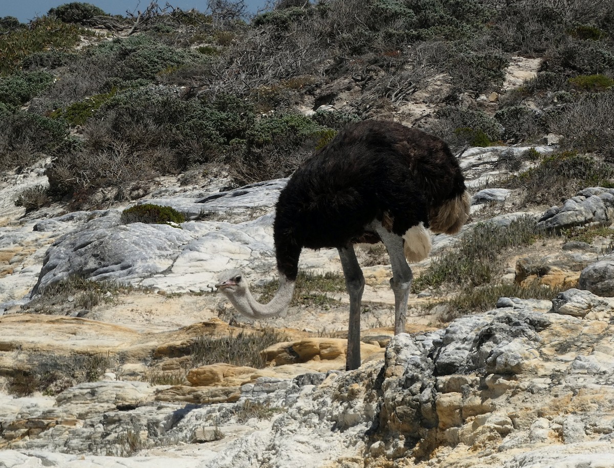 Common Ostrich - ML618555705