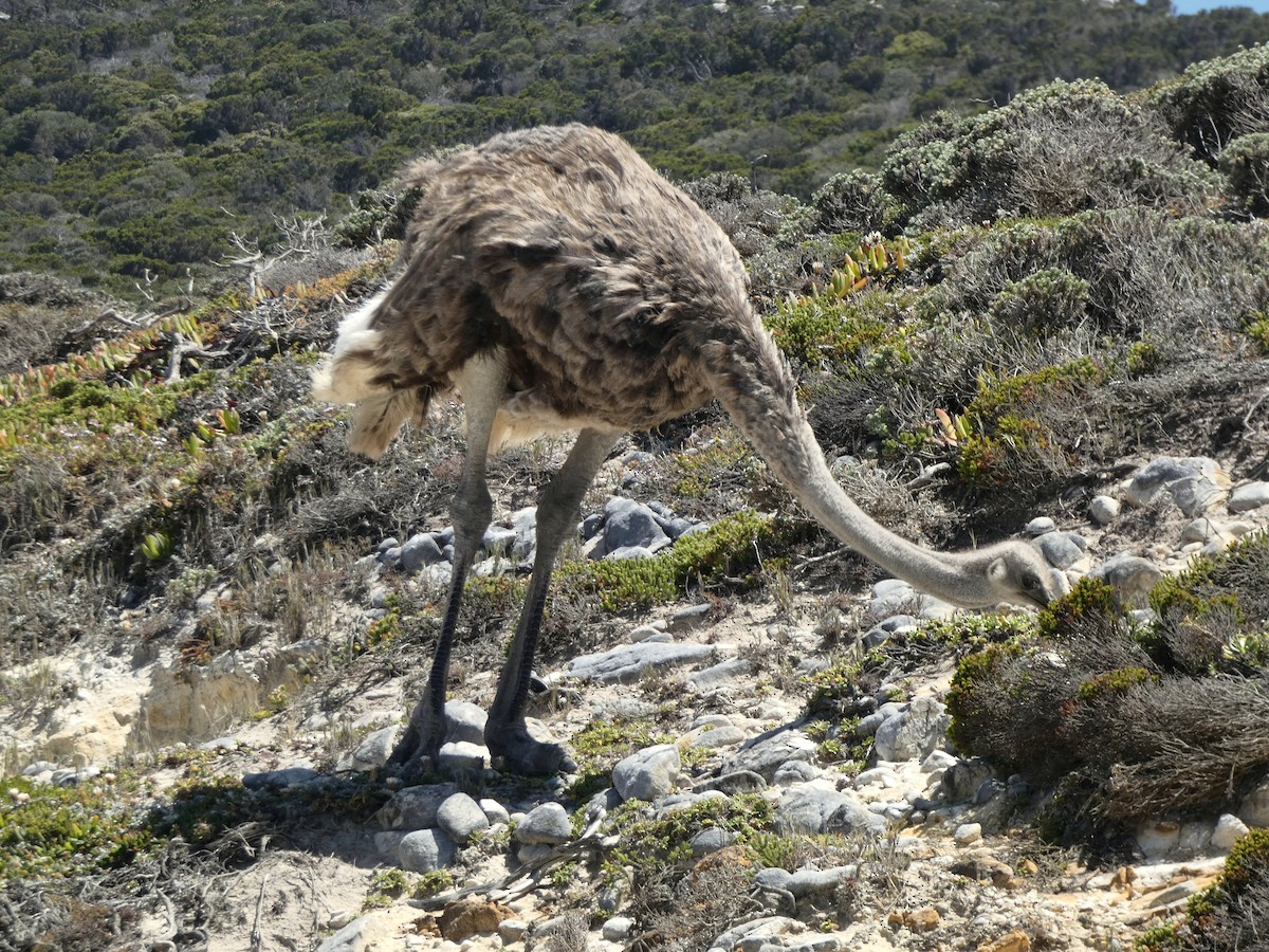 Common Ostrich - ML618555726