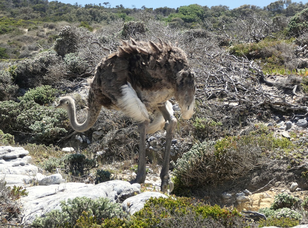 Common Ostrich - ML618555736