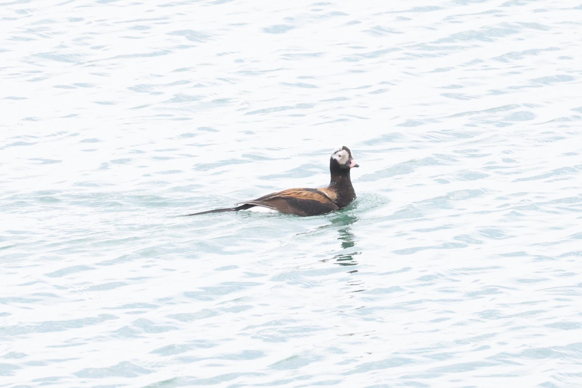 Long-tailed Duck - ML618555752