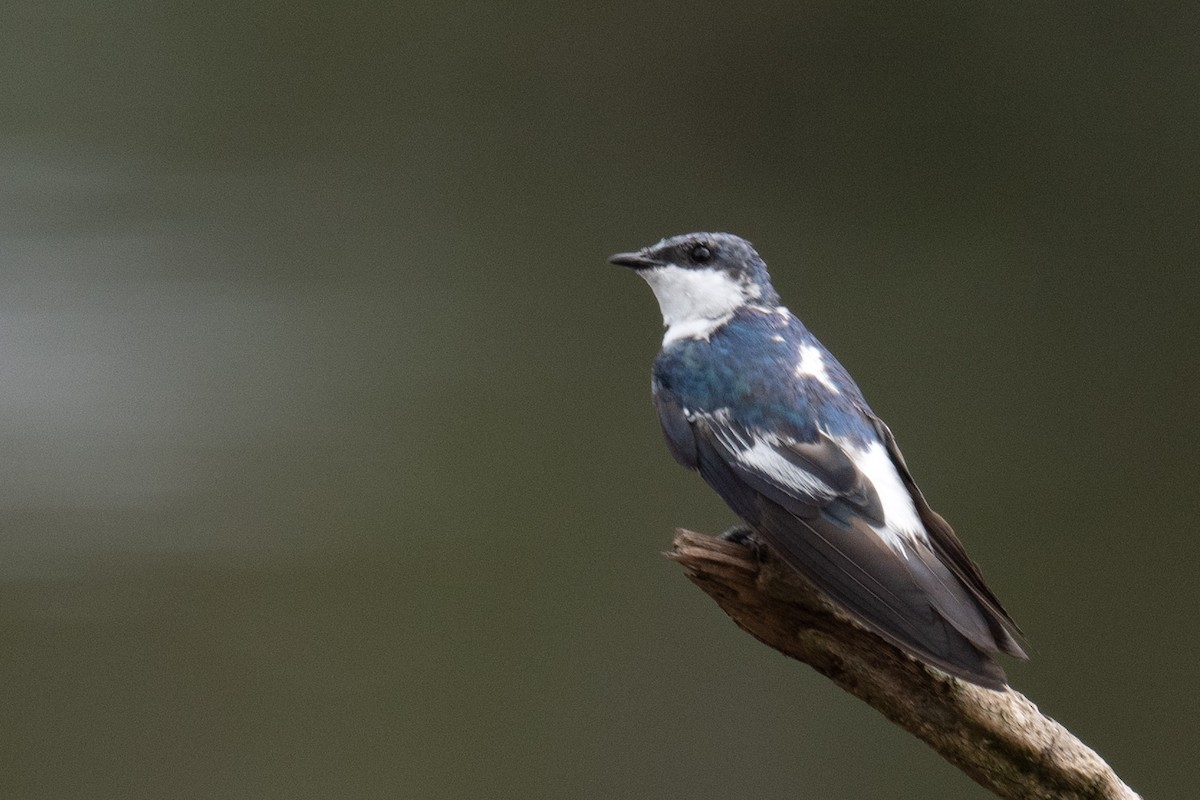 White-winged Swallow - ML618555774