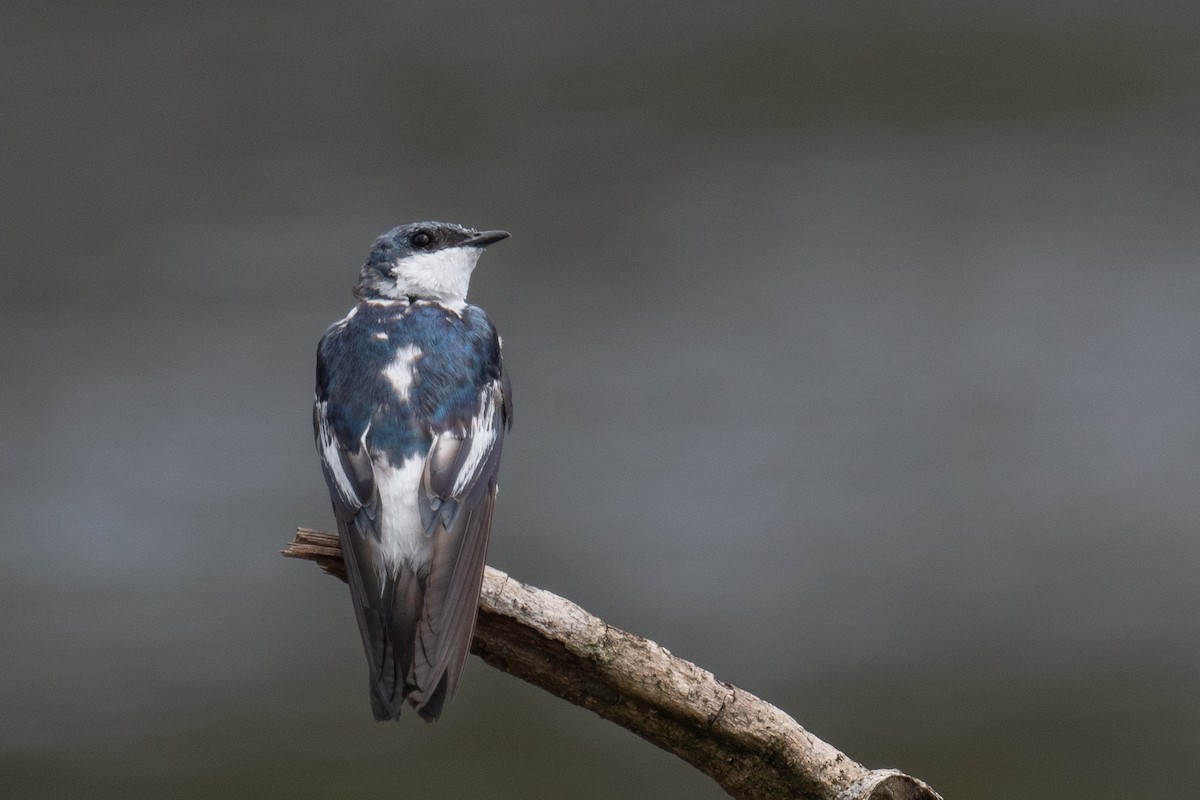 White-winged Swallow - ML618555778