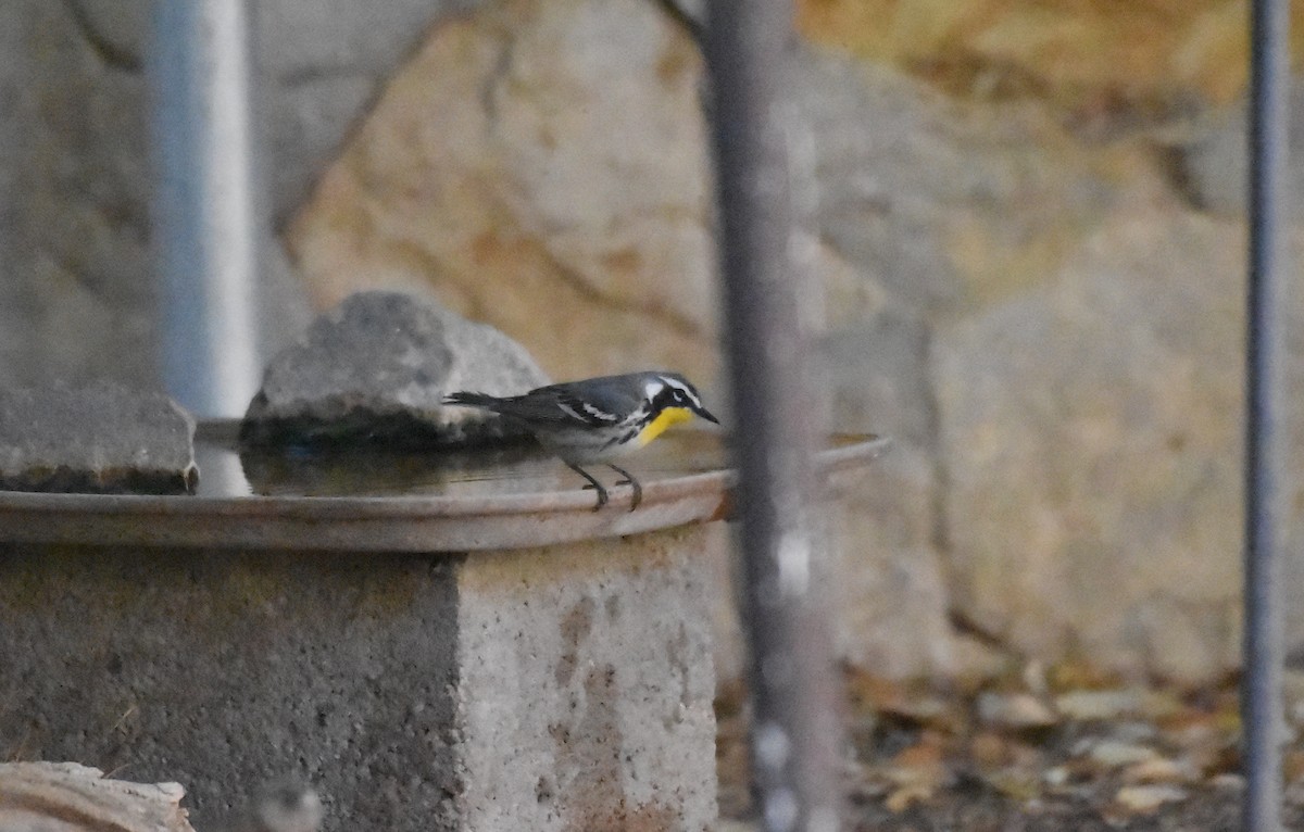 Yellow-throated Warbler - John Groves