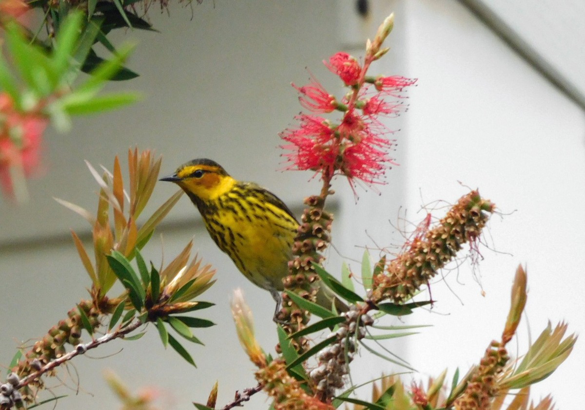 Cape May Warbler - ML618555792