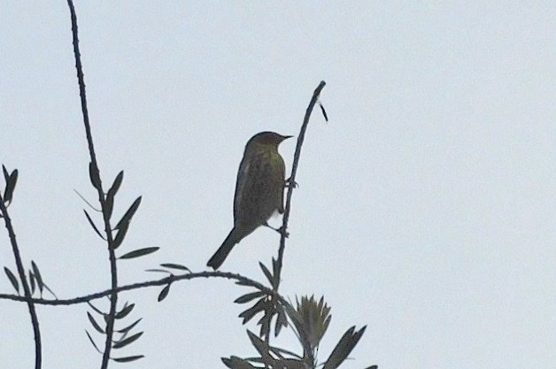 Cape May Warbler - ML618555794