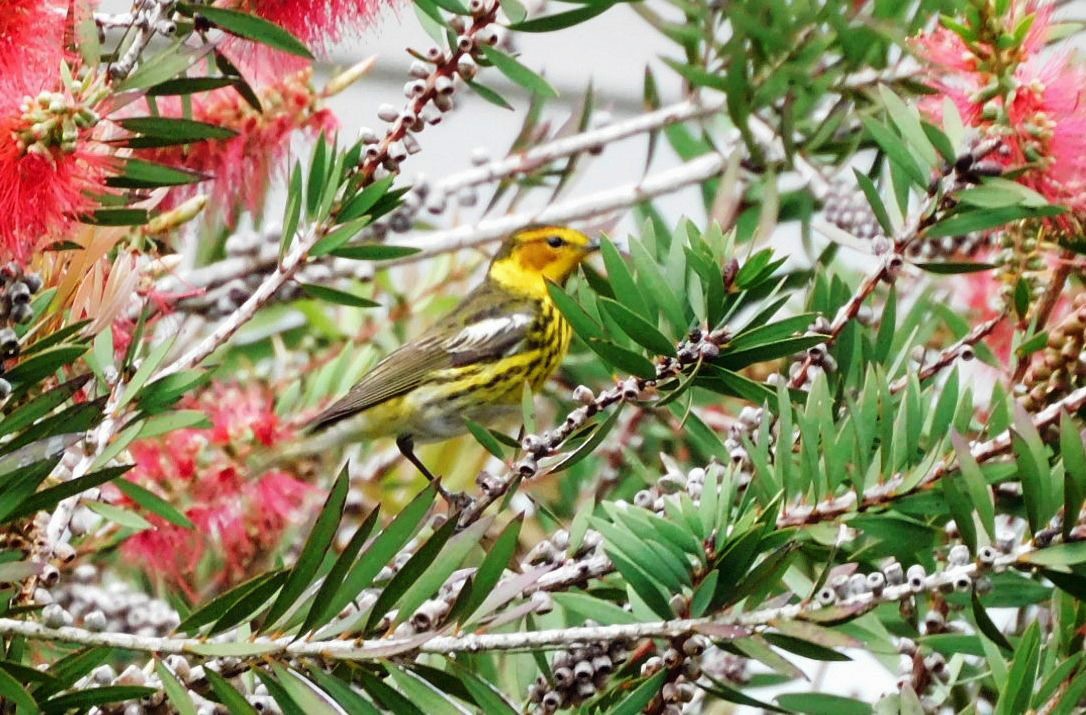 Cape May Warbler - ML618555795