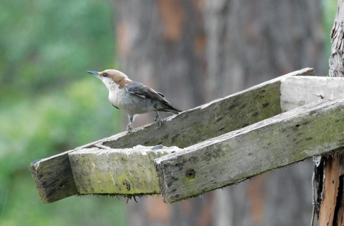 Brown-headed Nuthatch - ML618555808