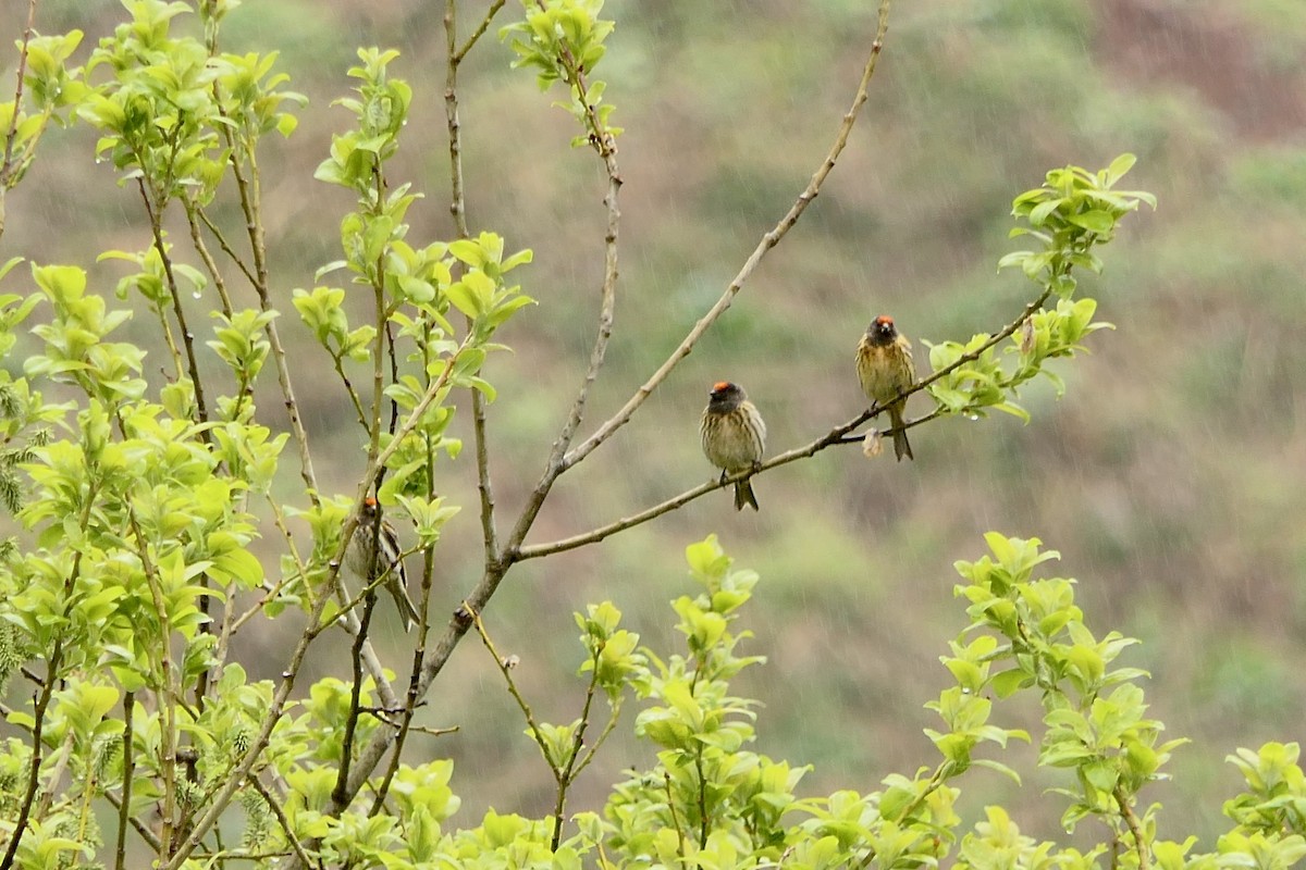 Fire-fronted Serin - ML618555825