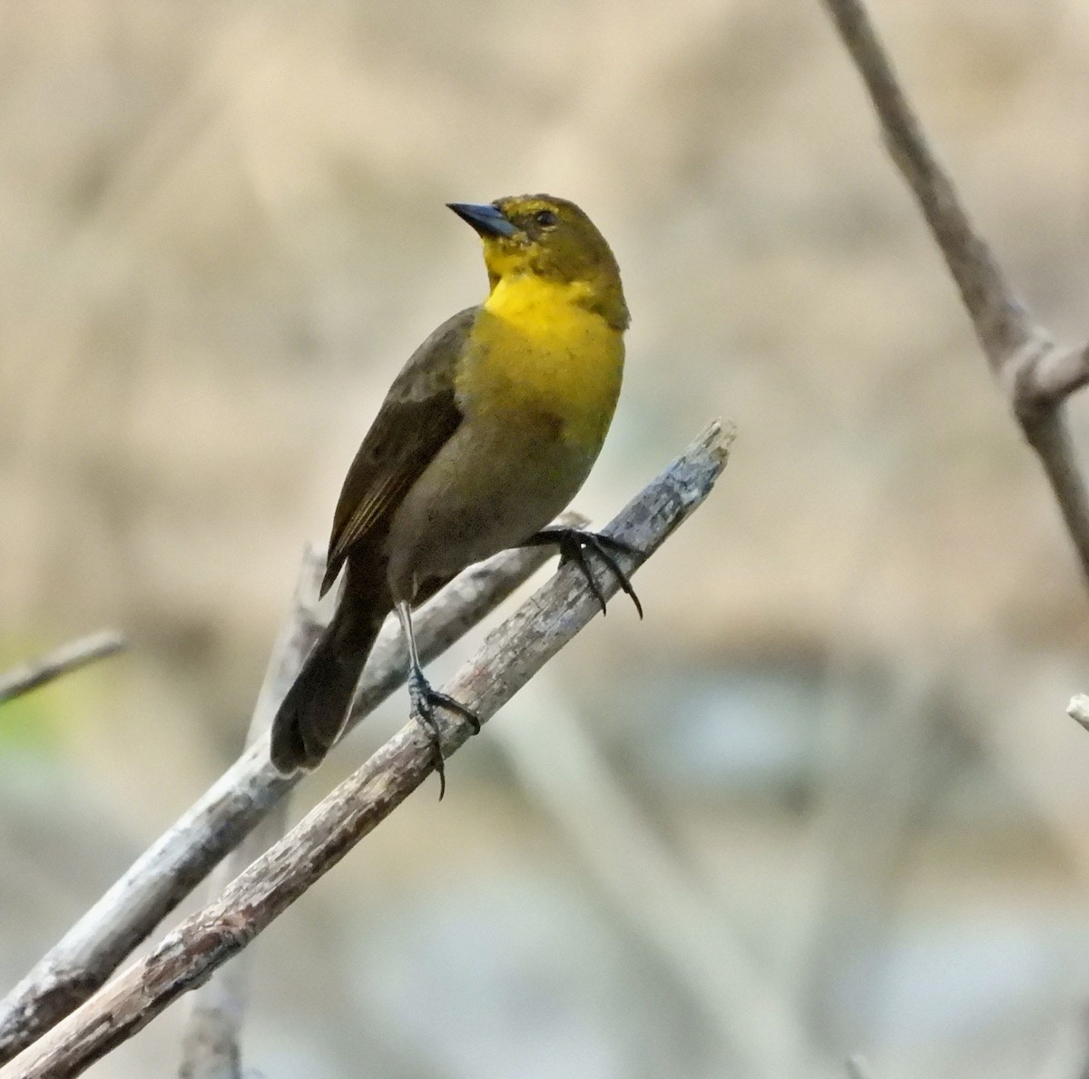 Yellow-hooded Blackbird - ML618555840