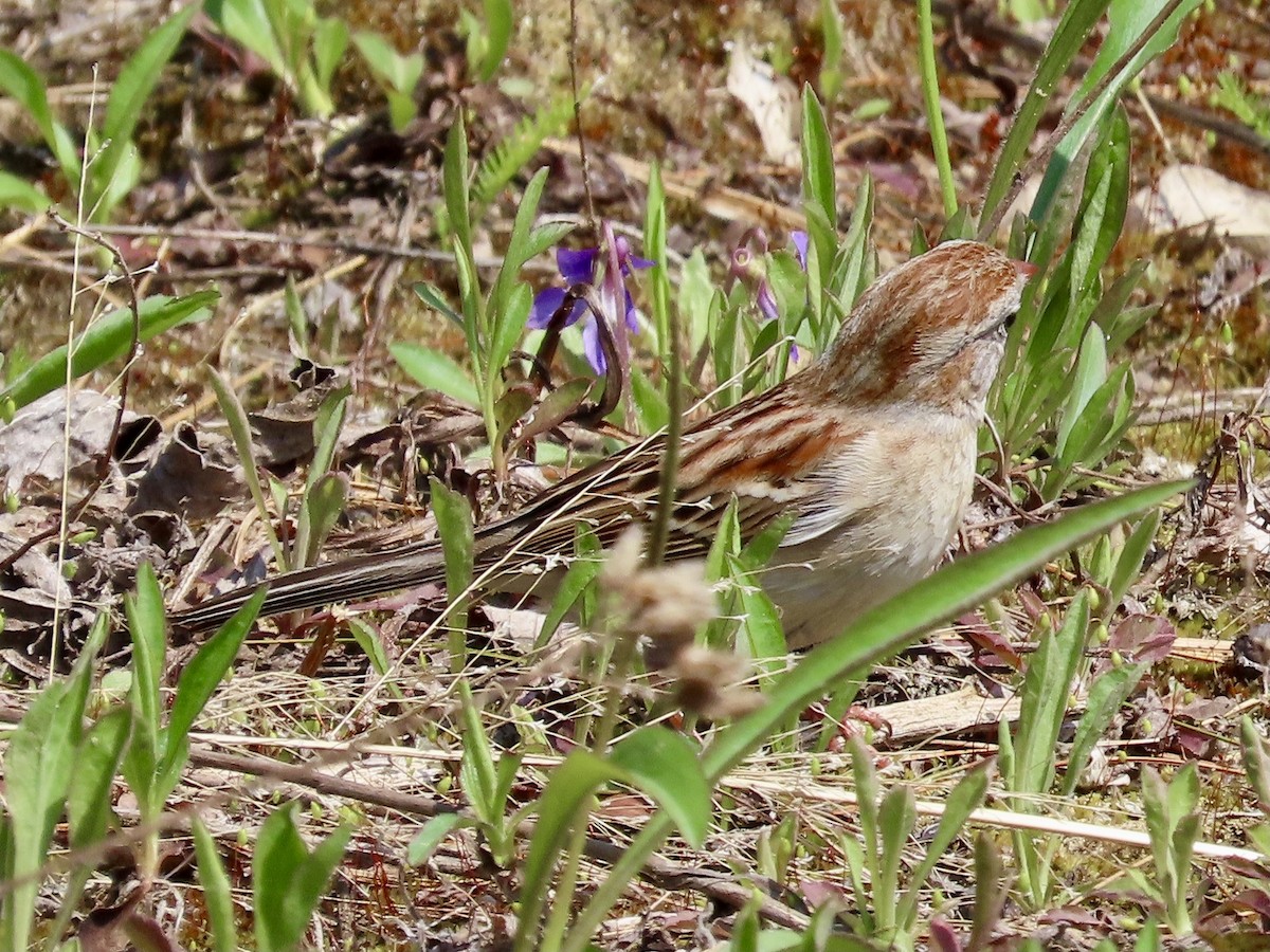 Field Sparrow - Gregory Tillman