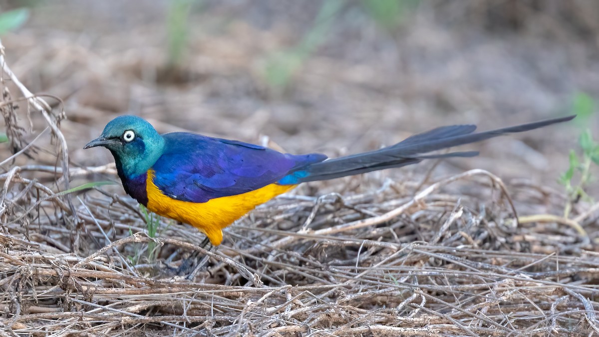 Golden-breasted Starling - ML618555857