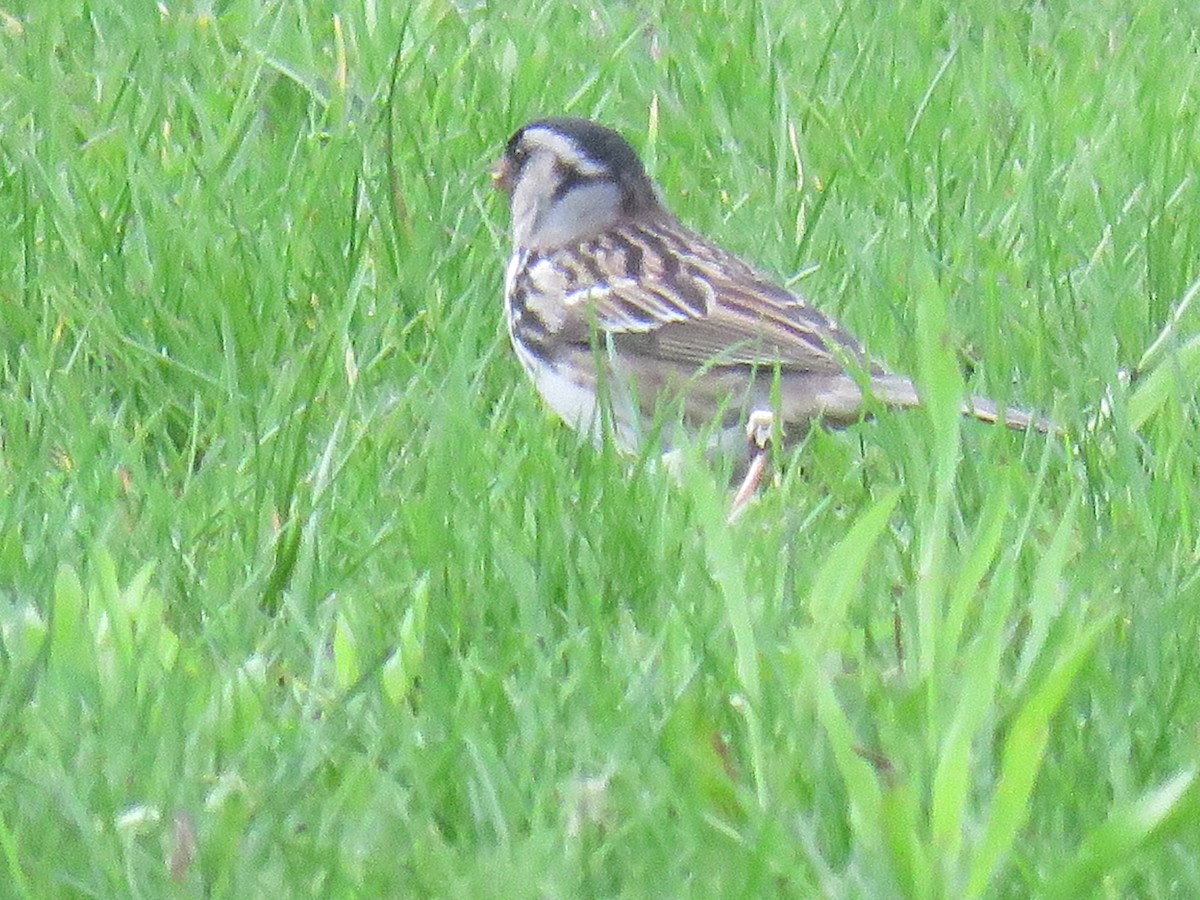 Harris's Sparrow - ML618555901