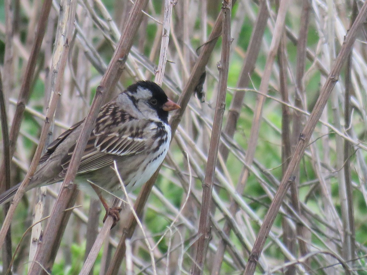 Harris's Sparrow - ML618555916