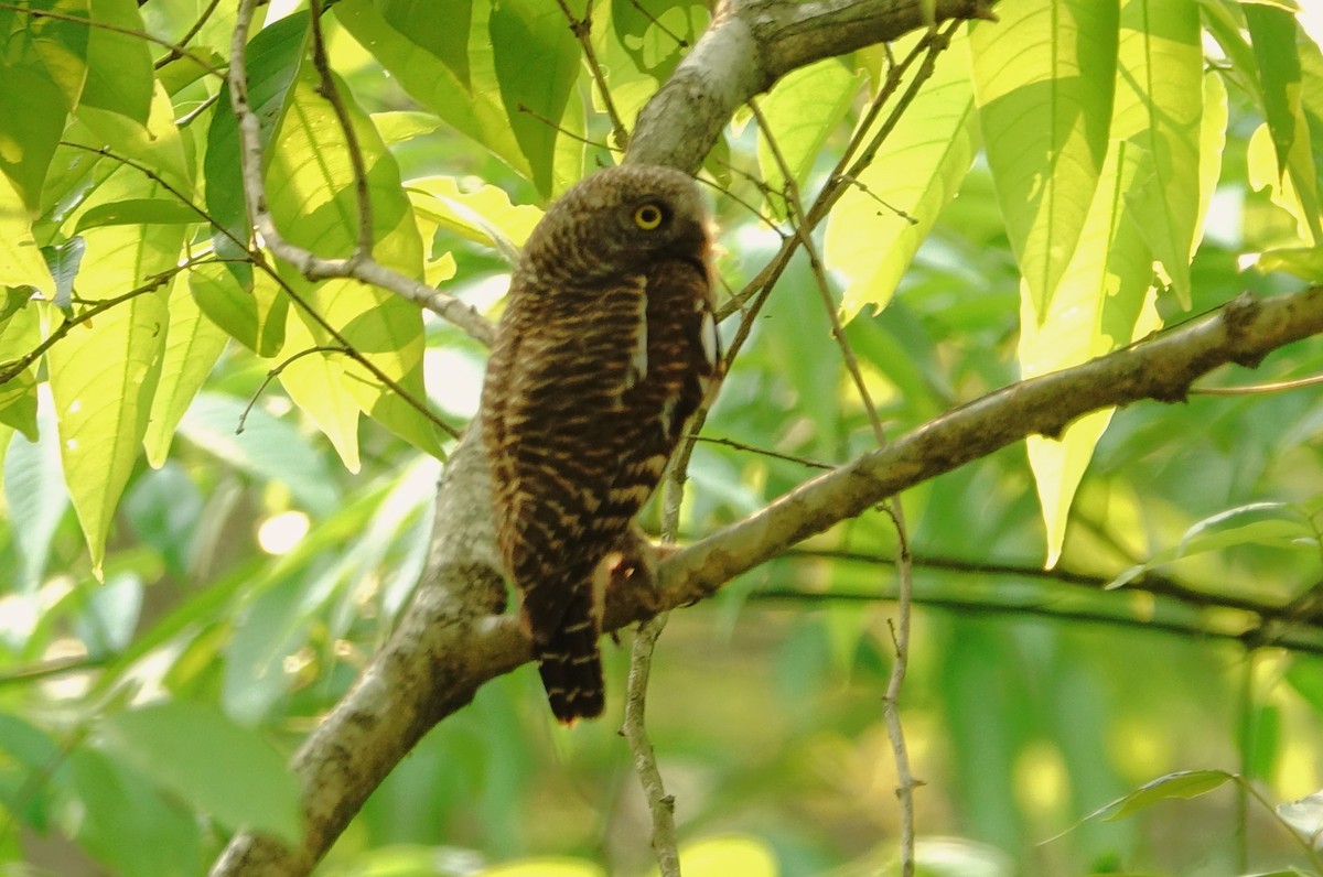 Asian Barred Owlet - ML618555952