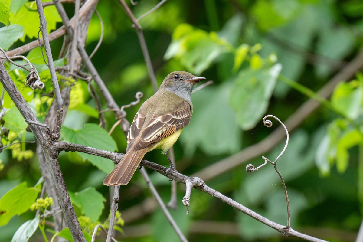Great Crested Flycatcher - ML618555956