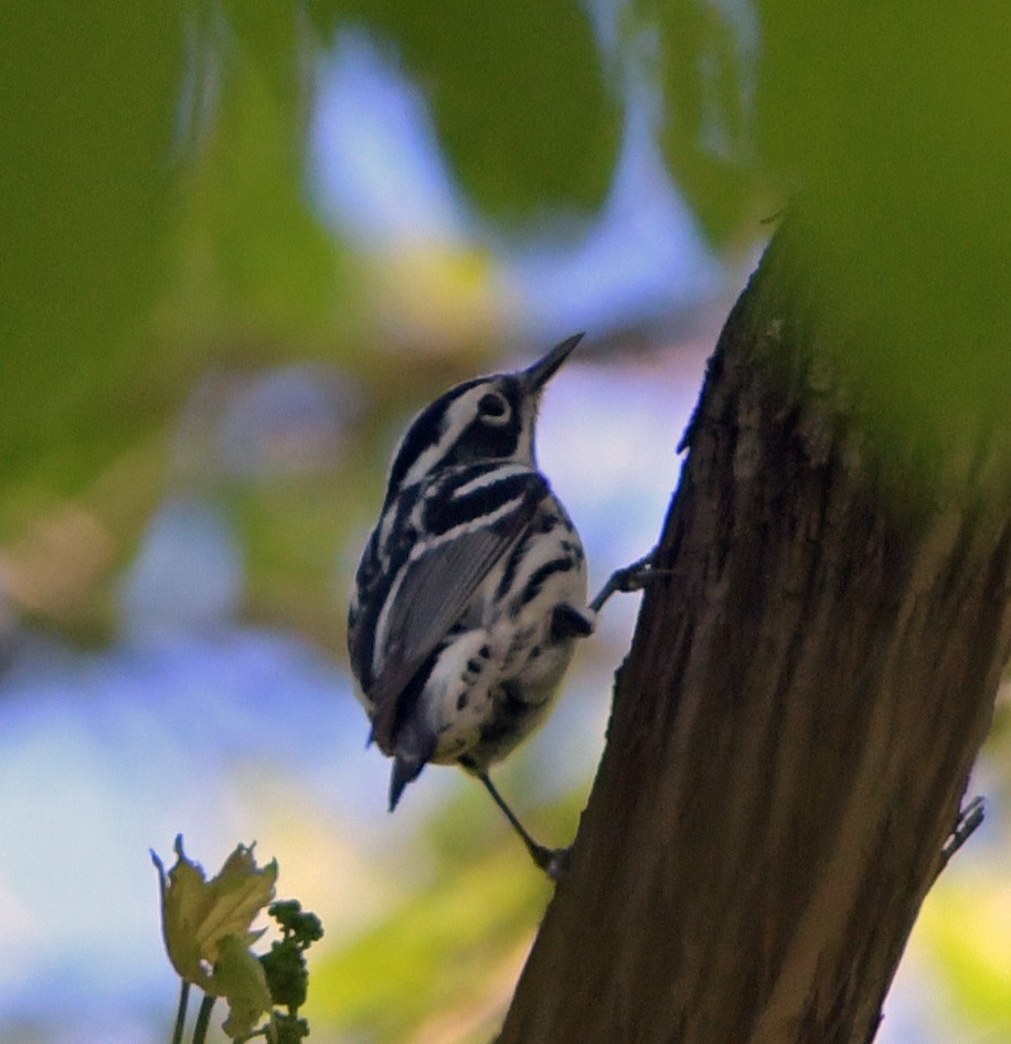 Black-and-white Warbler - ML618556006
