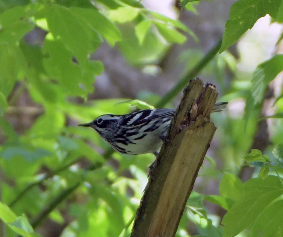 Black-and-white Warbler - ML618556007