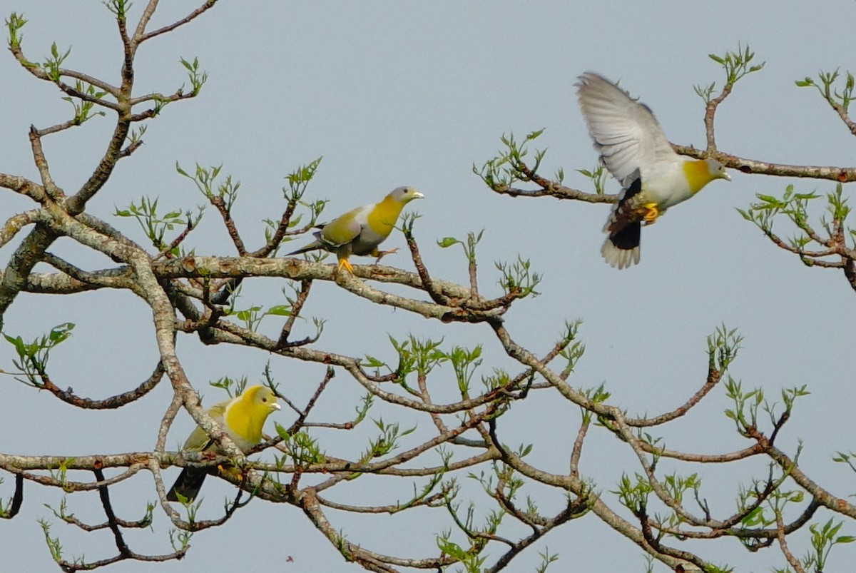 Yellow-footed Green-Pigeon - ML618556024
