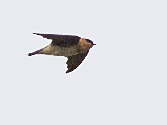 Cave Swallow - ML618556028