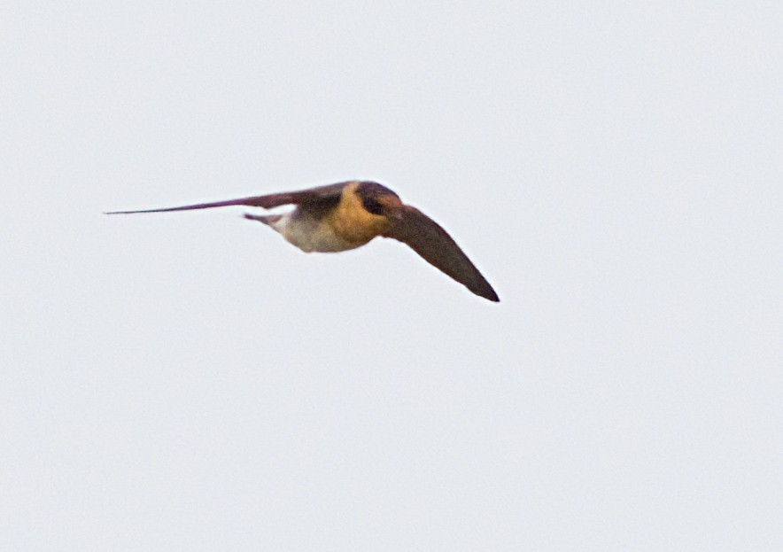 Cave Swallow - ML618556031