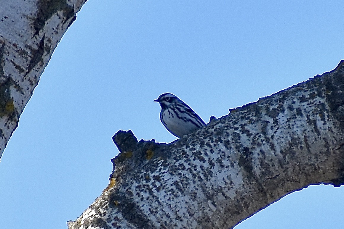 Black-and-white Warbler - ML618556092