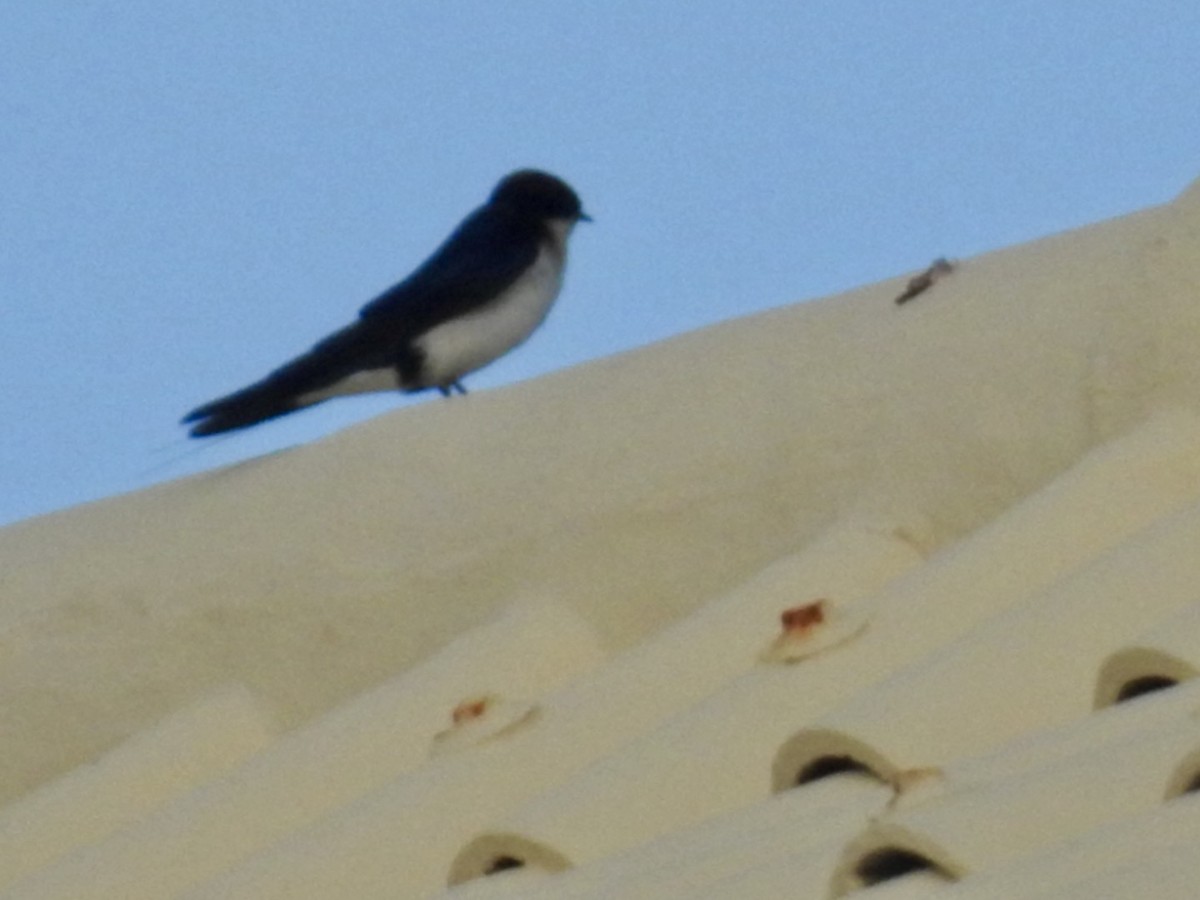 Wire-tailed Swallow - ML618556106