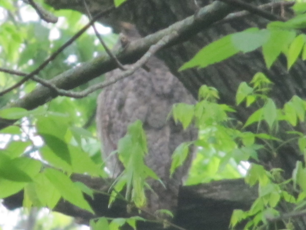Great Horned Owl - ML618556108