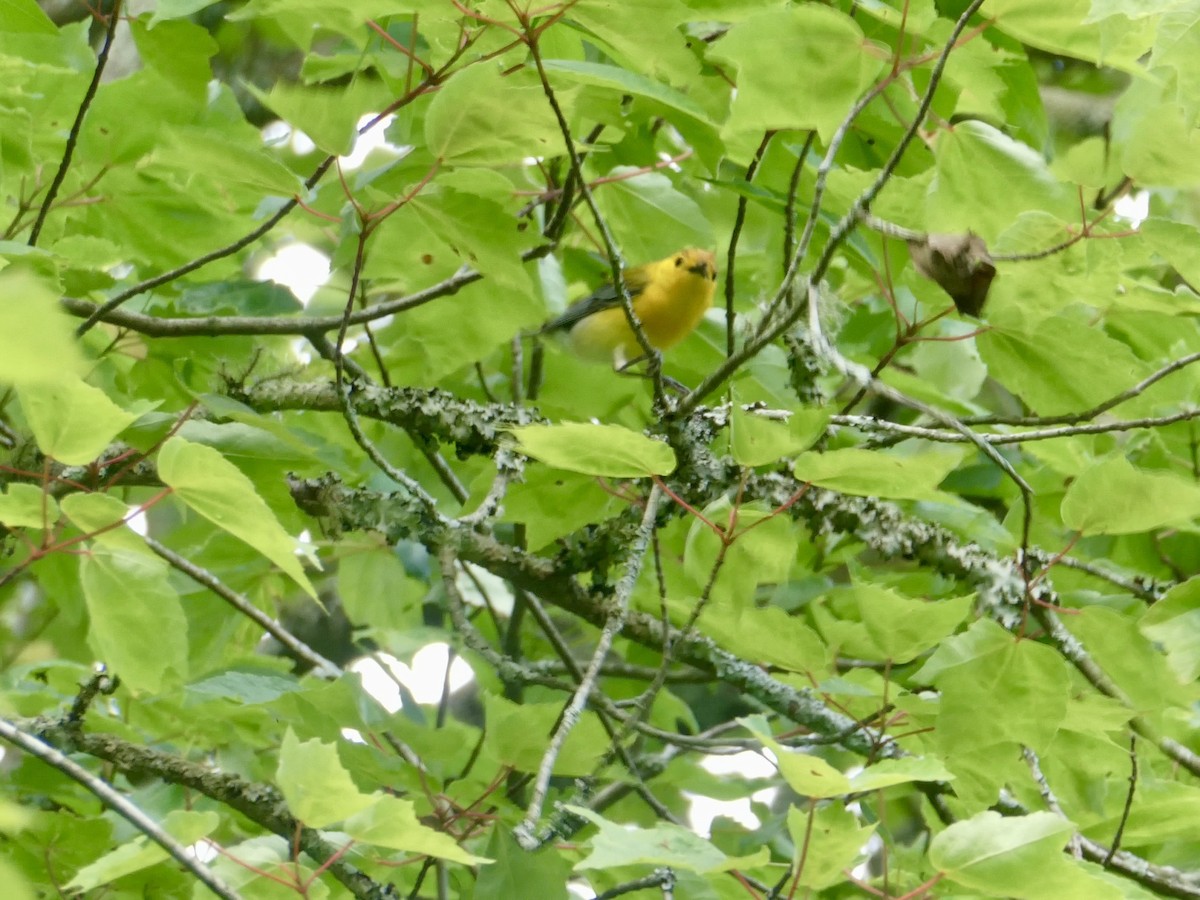 Prothonotary Warbler - ML618556129