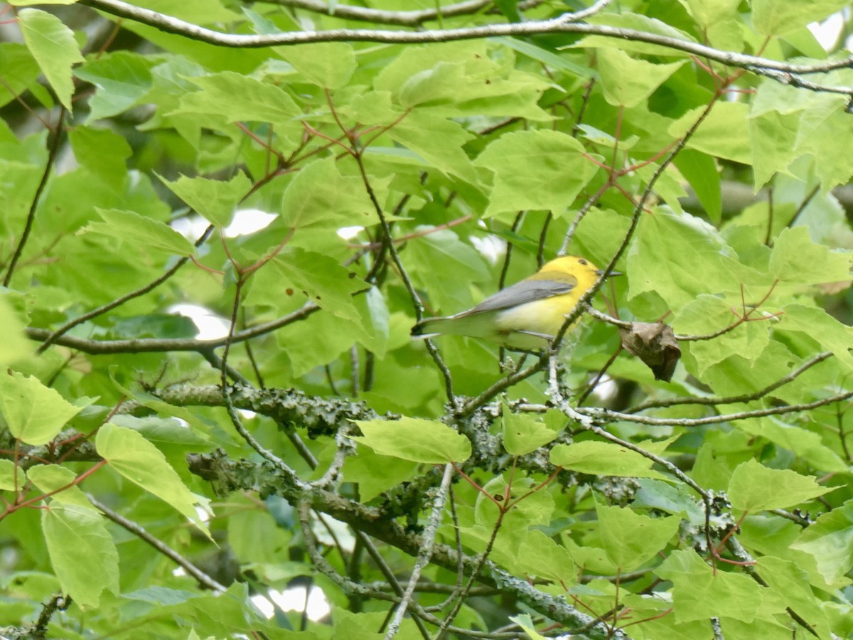 Prothonotary Warbler - ML618556130