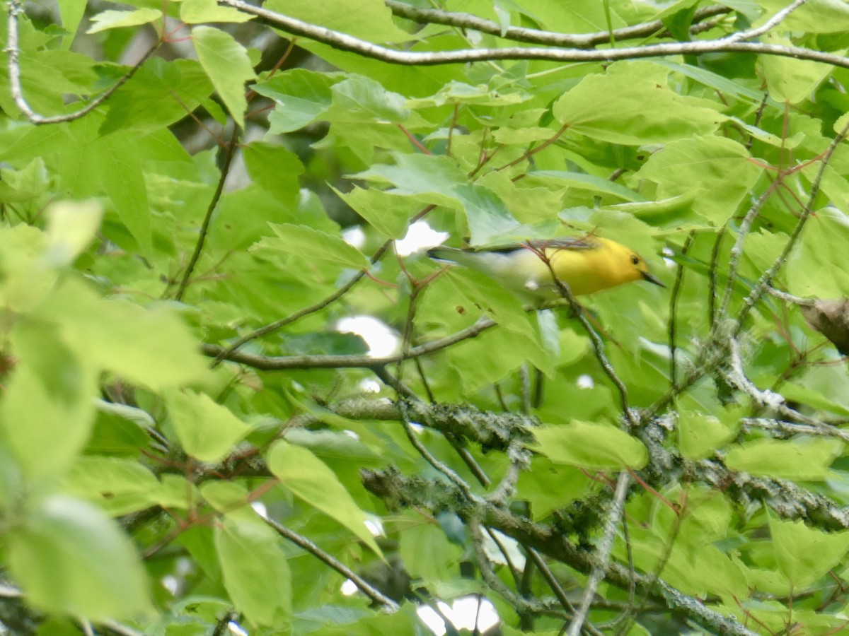 Prothonotary Warbler - ML618556134