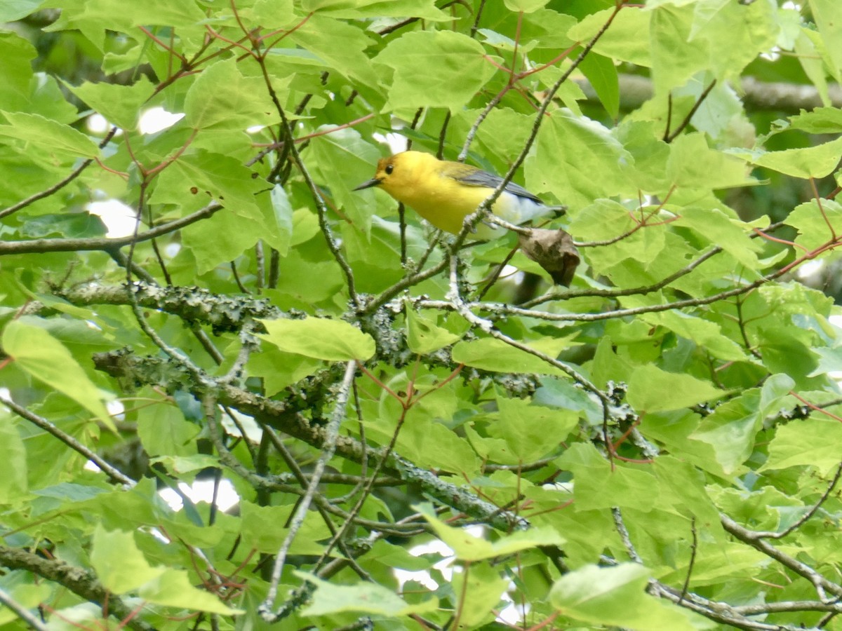 Prothonotary Warbler - ML618556135