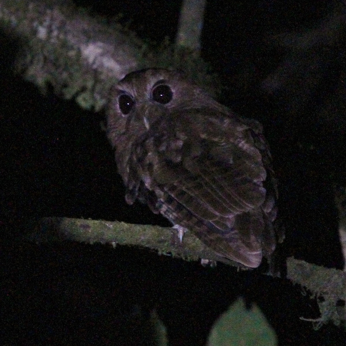 Rufescent Screech-Owl (Colombian) - ML618556163