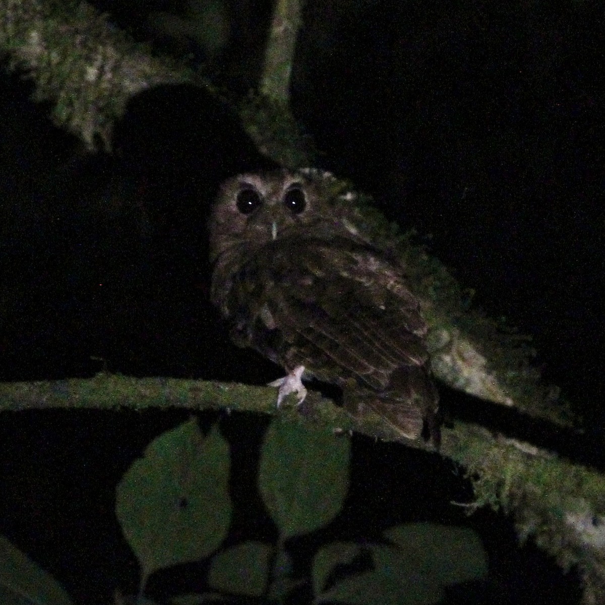 Rufescent Screech-Owl (Colombian) - ML618556164