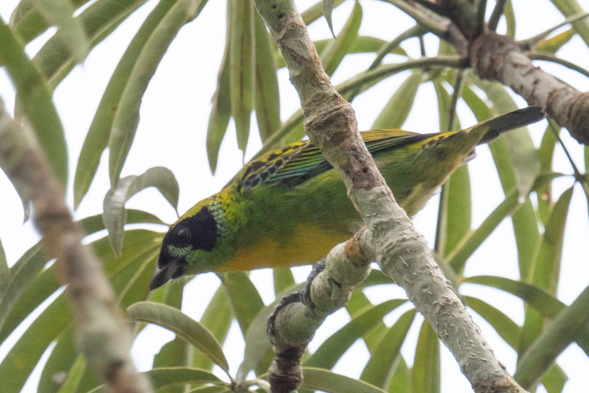 Green-and-gold Tanager - ML618556215