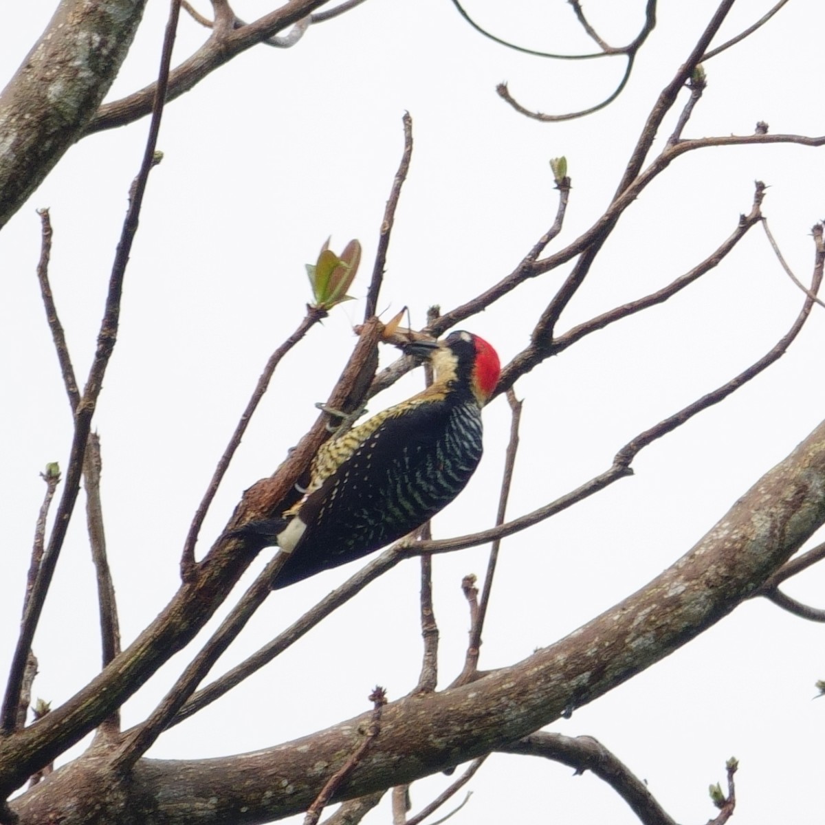 Black-cheeked Woodpecker - ML618556278