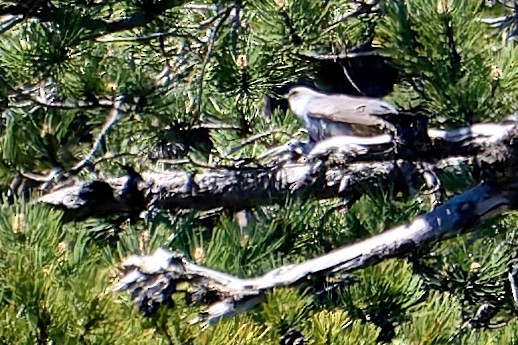 Common Cuckoo - Tomáš Grim