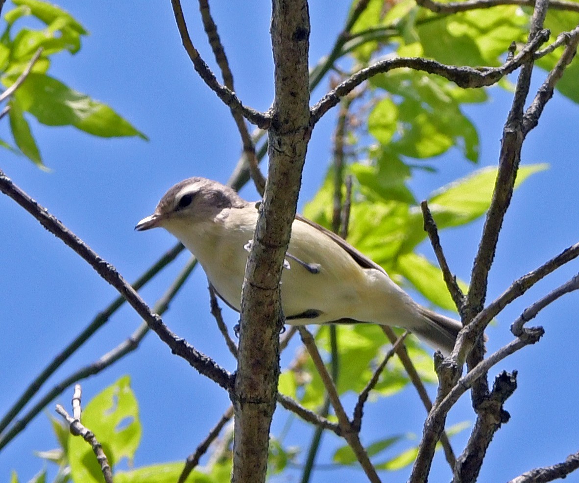 Warbling Vireo - Connie Galey