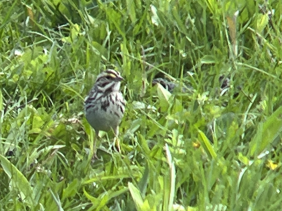 Savannah Sparrow - ML618556304
