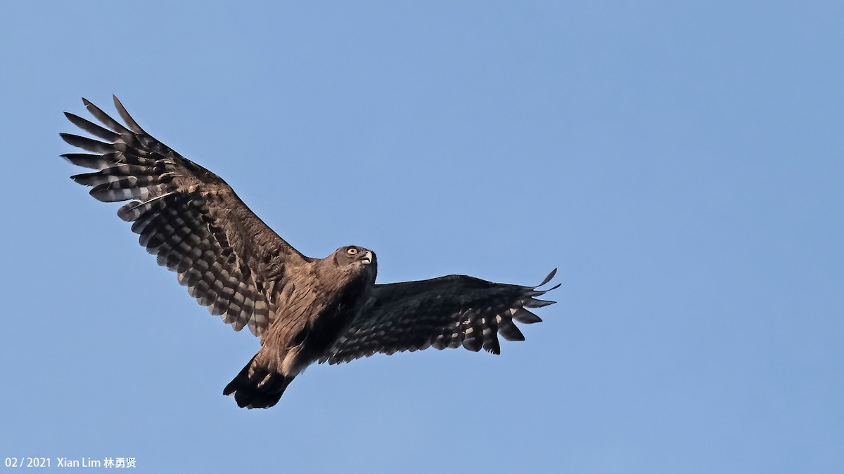 Dusky Eagle-Owl - ML618556345
