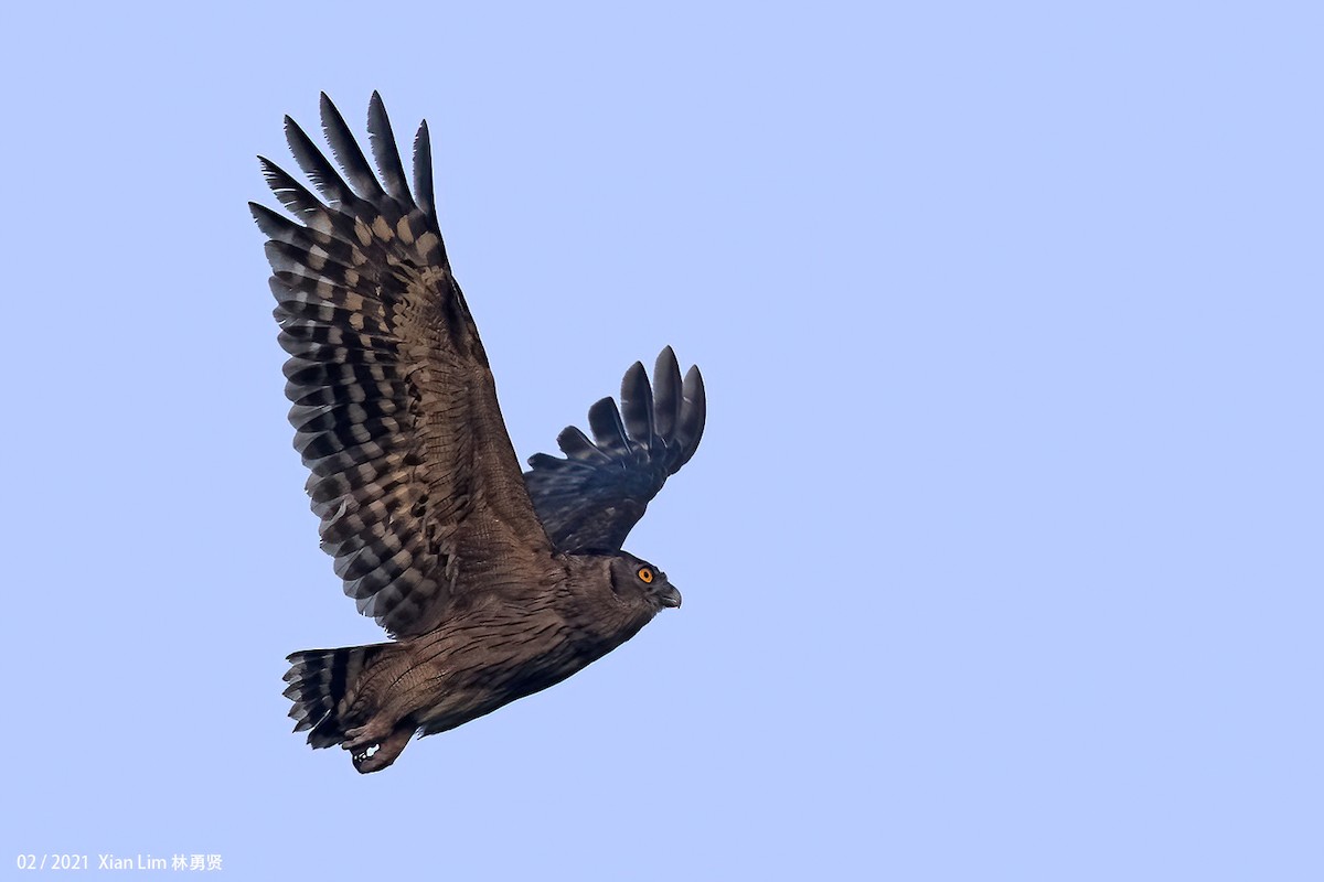 Dusky Eagle-Owl - ML618556346